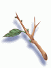 Dry Branch