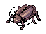 Thief Bug