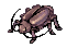 Thief Bug Female