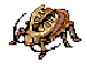 Golden Thief Bug
