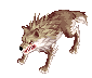 Desert Wolf