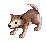Desert Wolf Baby